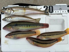 キスの釣果