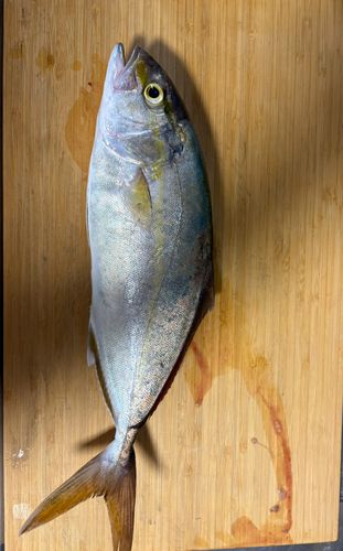 ネリゴの釣果