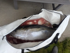 キハダマグロの釣果