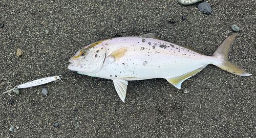 ショゴの釣果