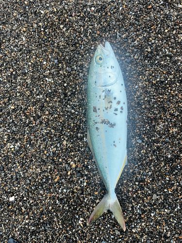 ワカシの釣果