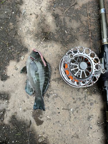 メジナの釣果