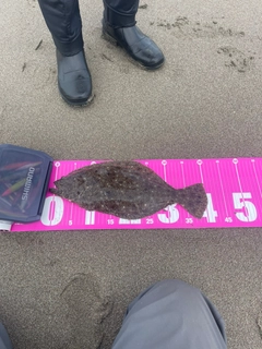 ヒラメの釣果