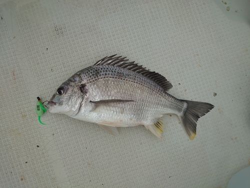 キビレの釣果