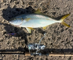 ヒラマサの釣果