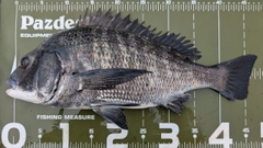 クロダイの釣果