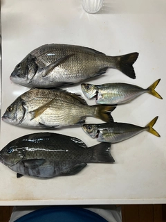 チヌの釣果