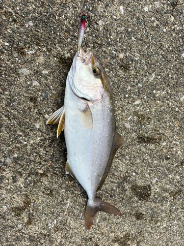 カンパチの釣果