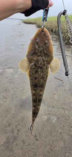 マゴチの釣果