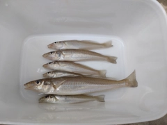 キスの釣果
