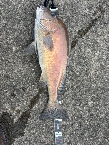 コロダイの釣果