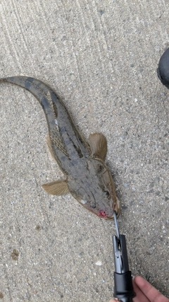 マゴチの釣果
