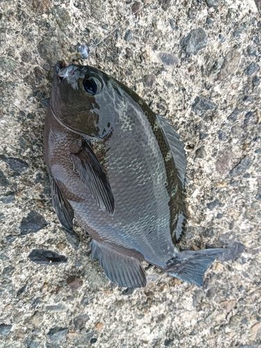 グレの釣果