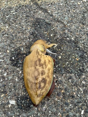 コウイカの釣果