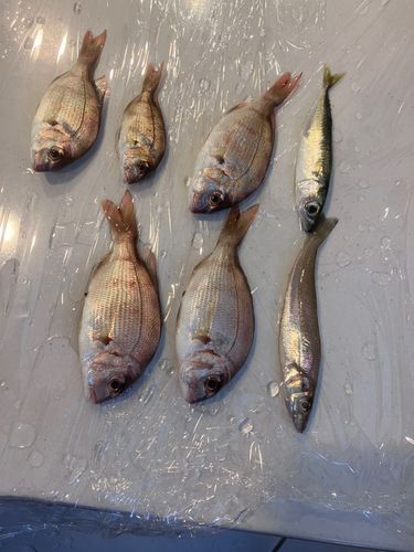 キスの釣果