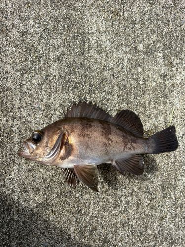 メバルの釣果
