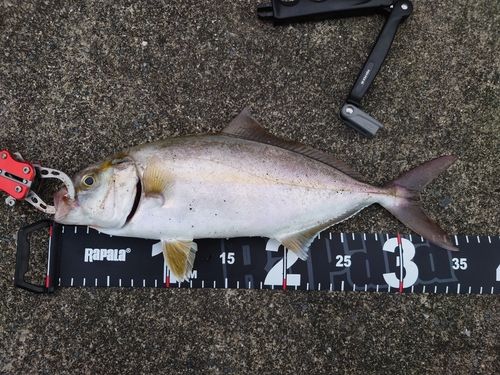 ショッコの釣果
