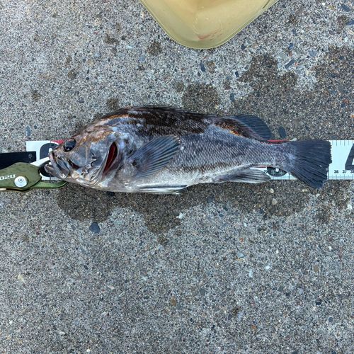 ソイの釣果