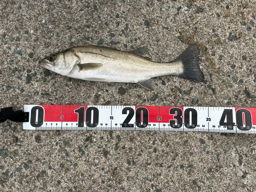 フッコ（マルスズキ）の釣果