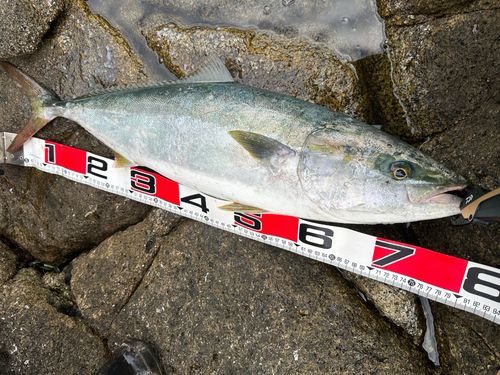 ブリの釣果