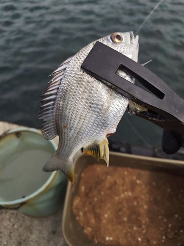 キビレの釣果