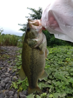 ラージマウスバスの釣果
