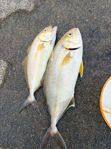 ショゴの釣果