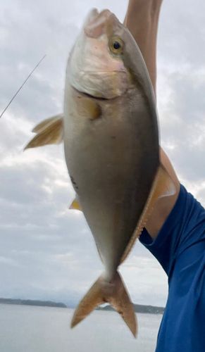 ネリゴの釣果