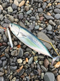 ソウダガツオの釣果