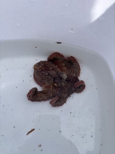 タコの釣果