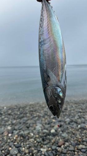 マルソウダの釣果