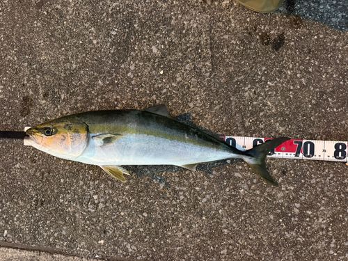 イナダの釣果