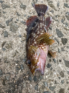 カサゴの釣果