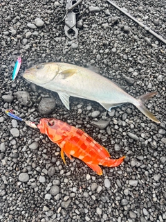アカハタの釣果