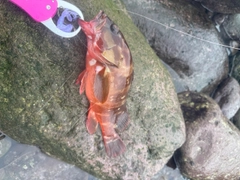 アカハタの釣果