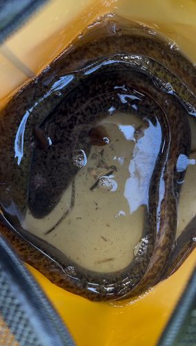 オオウナギの釣果