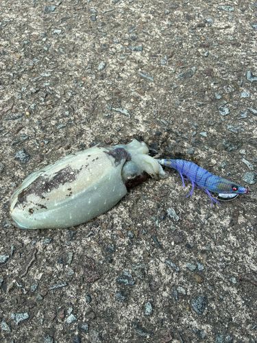 モンゴウイカの釣果