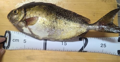 アイゴの釣果