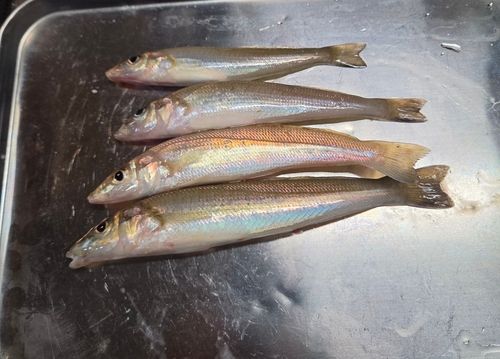 シロギスの釣果