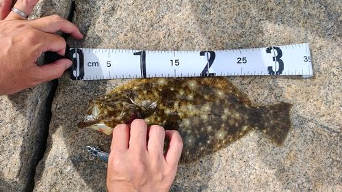 ヒラメの釣果