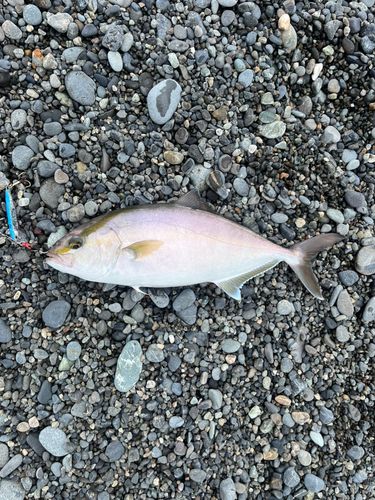 カンパチの釣果