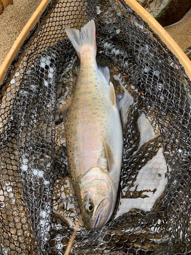 ヤマメの釣果