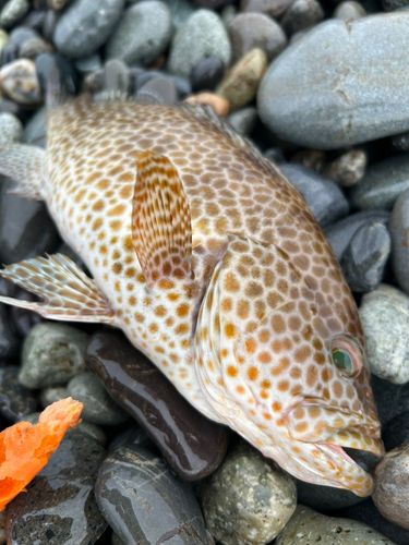 オオモンハタの釣果