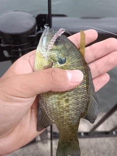 ブルーギルの釣果