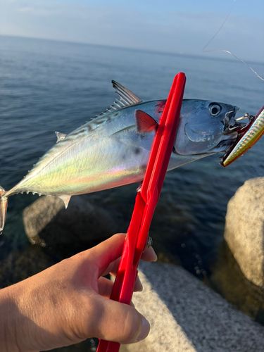 スマガツオの釣果