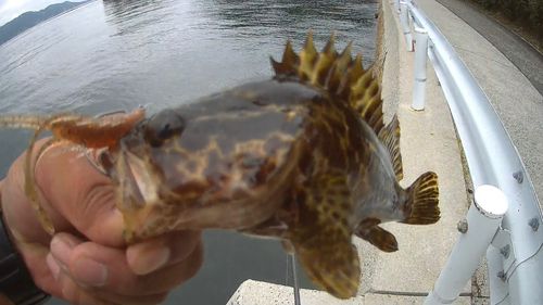 タケノコメバルの釣果