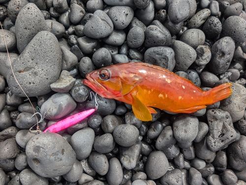 アカハタの釣果