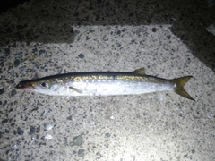 カマスの釣果