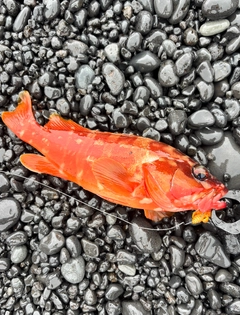 アカハタの釣果