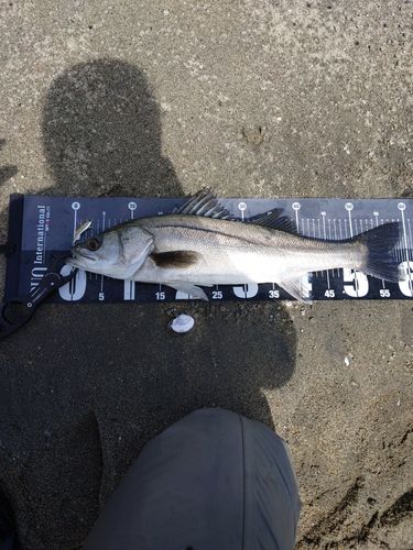 セイゴ（マルスズキ）の釣果